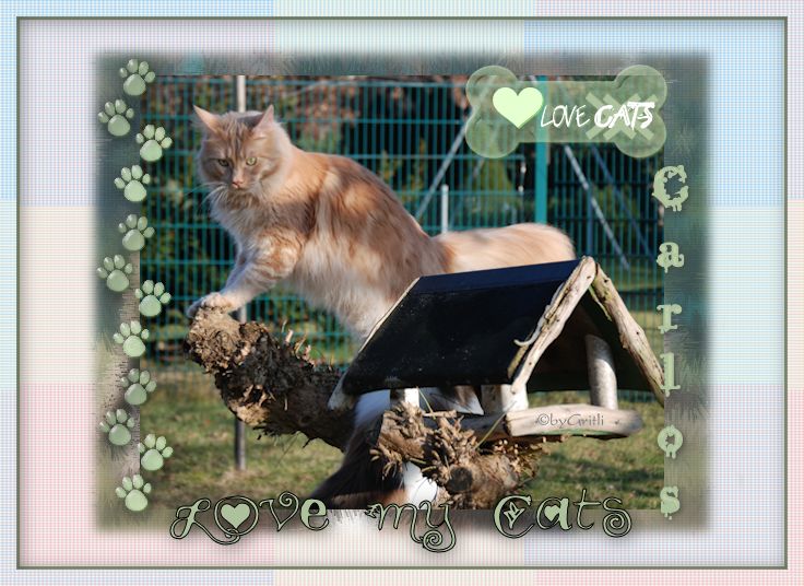 ilovemycatsmvk0y.jpg