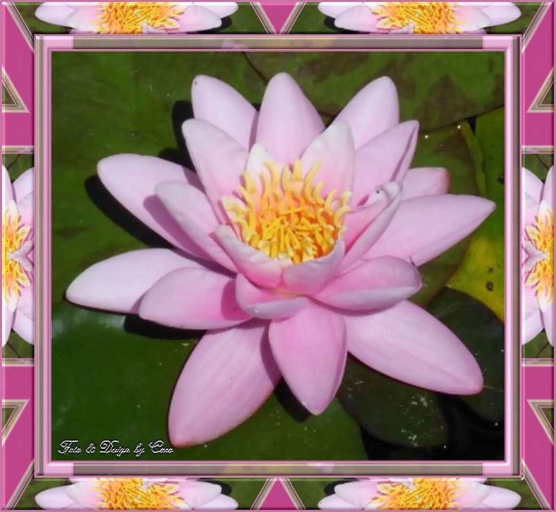 rahmensonnenblume50lp7.jpg